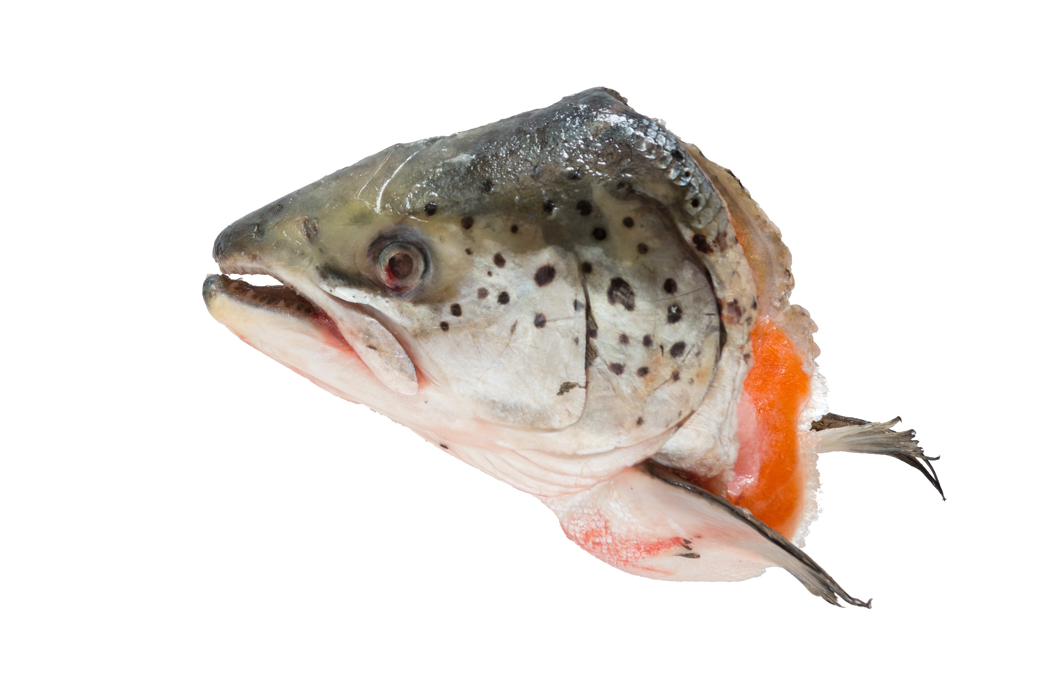 Salmon Head
