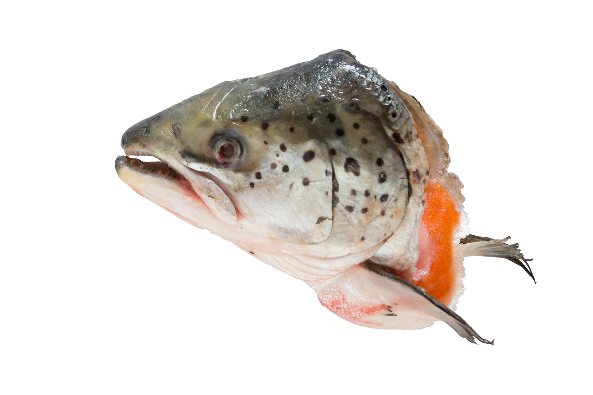 Salmon Cursor SALMON HEAD – Sunrise Mart Brooklyn