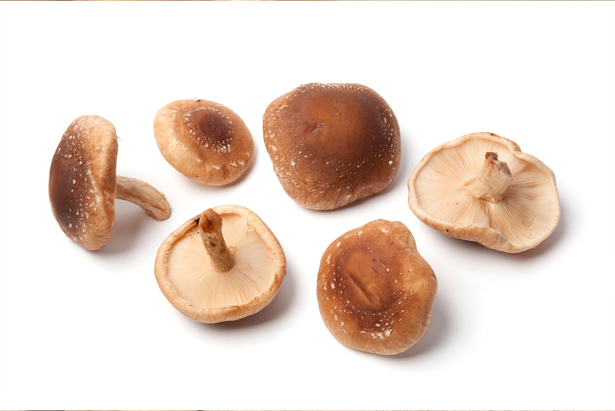 Shiitake #1 Mushrooms