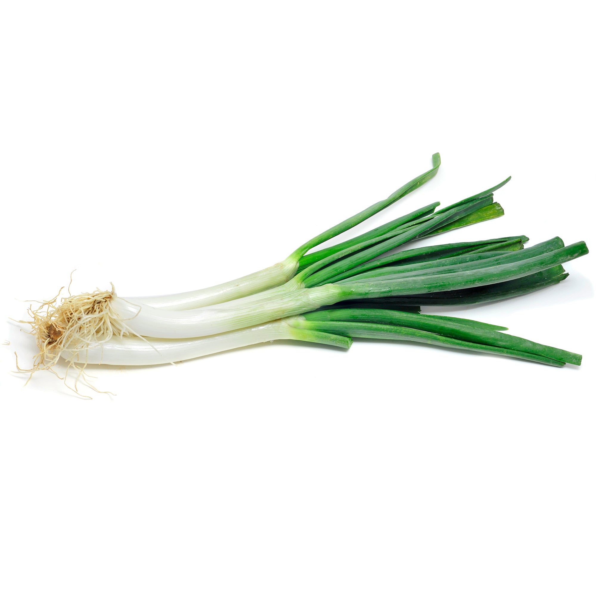 Scallion