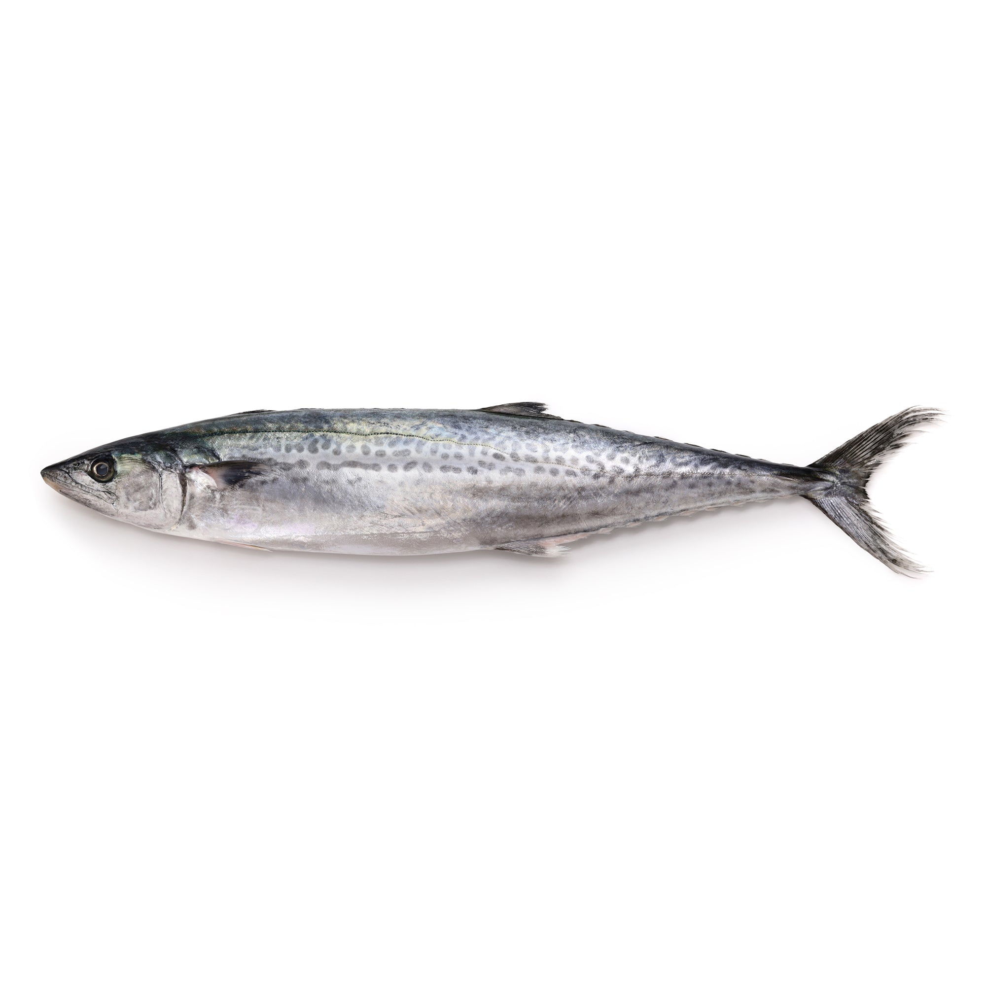 Sawara Spanish Mackerel FIllet